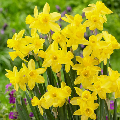 100 x Daffodil Yellow Sailboat Spring Bulbs - Narcissus Flowering Perennials - UK Hardy - Grow in Beds - 4