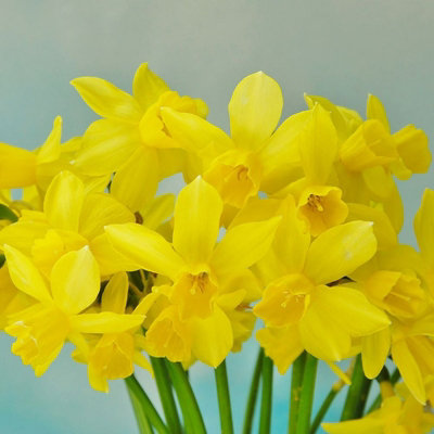100 x Daffodil Yellow Sailboat Spring Bulbs - Narcissus Flowering Perennials - UK Hardy - Grow in Beds - 5