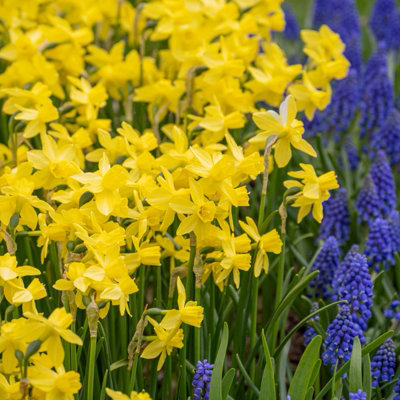 100 x Daffodil Yellow Sailboat Spring Bulbs - Narcissus Flowering Perennials - UK Hardy - Grow in Beds - 6