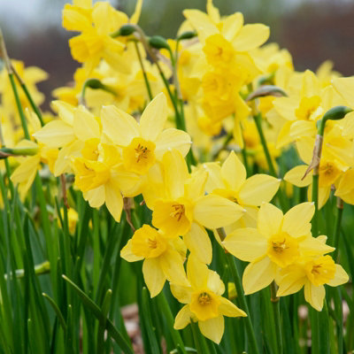 100 x Daffodil Yellow Sailboat Spring Bulbs - Narcissus Flowering Perennials - UK Hardy - Grow in Beds - 7