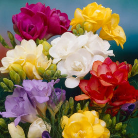 100 x Freesias Bulbs - 50 x Singles & 50 x Doubles Ready to Plant Out Now Bulbs Garden Ready Bulbs Summer Blooming Plants to Plant