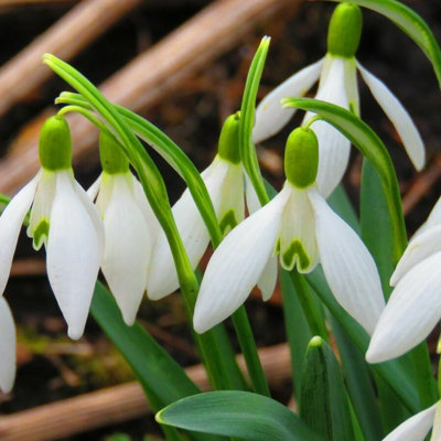 100 x Giant Snowdrop Spring Bulbs - White Galanthus Woronowii Early Spring Hardy Perennials - Grow in Beds, Borders & Patio Pots