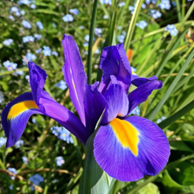 100 x Iris Blue Magic Spring Bulbs - Summer Flowering Perennials - Attracts Pollinators - Grow in Beds, Borders & Patio Pots