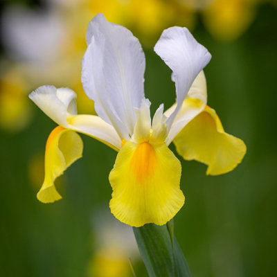 100 x Iris Symphony Spring Bulbs - Yellow Summer Flowering Perennials - Attracts Pollinators - Grow in Beds, Borders & Patio Pots