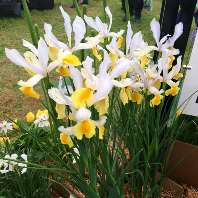 100 x Iris Symphony Spring Bulbs - Yellow Summer Flowering Perennials - Attracts Pollinators - Grow in Beds