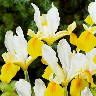 100 x Iris Symphony Spring Bulbs - Yellow Summer Flowering Perennials - Attracts Pollinators - Grow in Beds - 4
