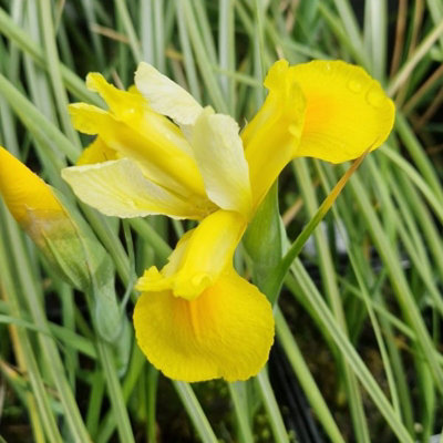 100 x Iris Symphony Spring Bulbs - Yellow Summer Flowering Perennials - Attracts Pollinators - Grow in Beds - 5