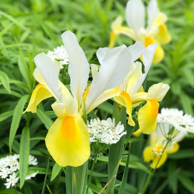 100 x Iris Symphony Spring Bulbs - Yellow Summer Flowering Perennials - Attracts Pollinators - Grow in Beds - 6
