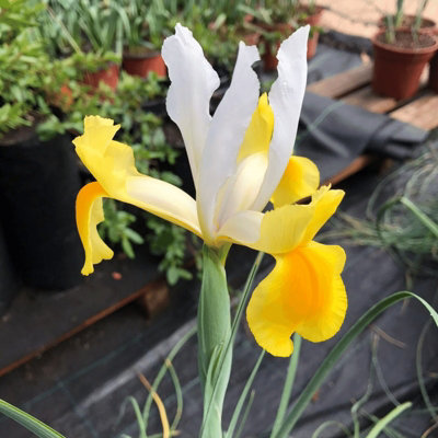 100 x Iris Symphony Spring Bulbs - Yellow Summer Flowering Perennials - Attracts Pollinators - Grow in Beds - 7