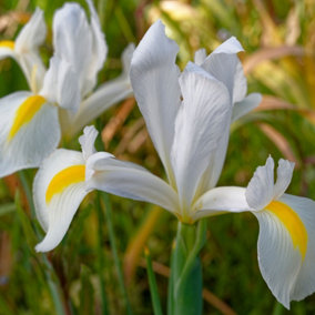 100 x Iris White Excelsior Spring Bulbs - Summer Flowering Perennials - Pollinator Friendly - Grow in Beds, Borders & Patio Pots