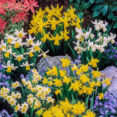 100 x Mini Mixed Daffodil Bulbs, Spring Flowering - Plant in Autumn for Spring Flowering Bulb