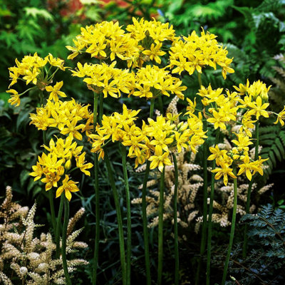 100 x Mixed Allium Bulbs 7 Different Varieties - Plant Now in Autumn for Spring Flowering - 3