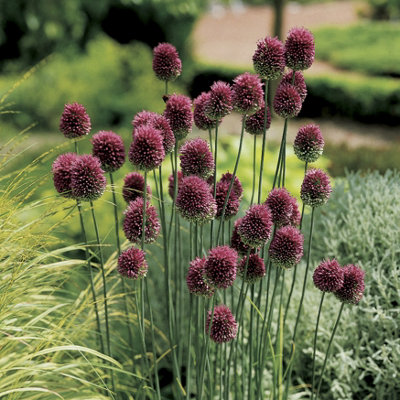 100 x Mixed Allium Bulbs 7 Different Varieties - Plant Now in Autumn for Spring Flowering - 4