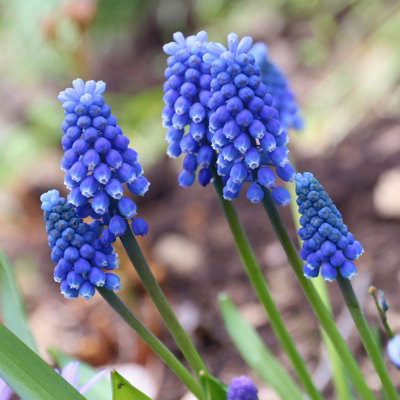 100 x Muscari armeniacum Grape Hyacinth Spring Bulbs Blue Outdoor Flowering Perennials Grow in Beds Borders Patio Pots