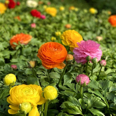 Perennial Ranunculus Corms For Containers 50 Ranunculus (Persian ...
