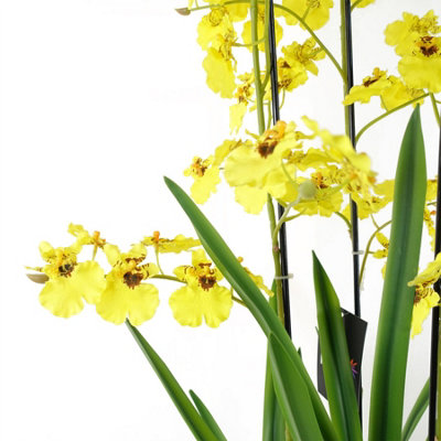 105cm Oncidium Orchid Yellow in Stoneware Planter