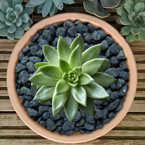 10kg Black Coloured Plant Pot Garden Gravel - Premium Garden Stones for Decoration