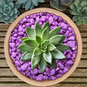 10kg Fluroescent Violet Coloured Plant Pot Garden Gravel - Premium Garden Stones for Decoration