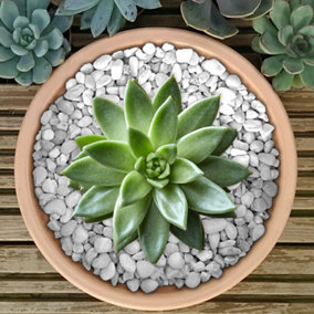 10kg Fluroescent White Coloured Plant Pot Garden Gravel - Premium Garden Stones for Decoration