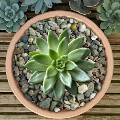 10kg Natural Round Coloured Plant Pot Garden Gravel - Premium Garden ...