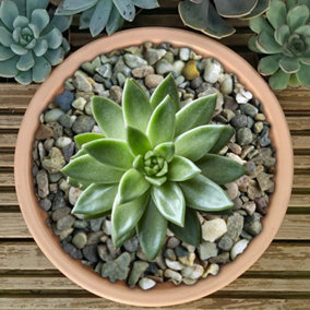 10kg Natural Round Coloured Plant Pot Garden Gravel - Premium Garden Stones for Decoration
