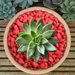10kg Red Coloured Plant Pot Garden Gravel - Premium Garden Stones for Decoration