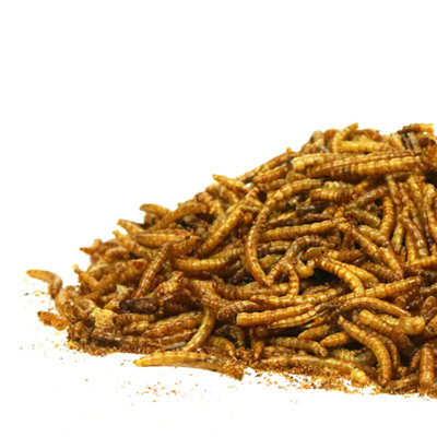 10kg SQUAWK Dried Mealworms - Premium Quality Wild Bird Food Garden Snacks For Birds