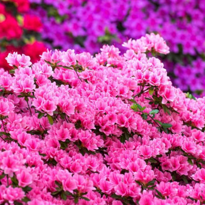 10L Ericaceous Compost by Laeto Your Signature Garden - FREE DELIVERY INCLUDED - 3