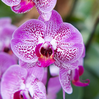 10L Orchid Compost Potting Mix by Laeto Your Signature Garden - FREE DELIVERY INCLUDED - 6