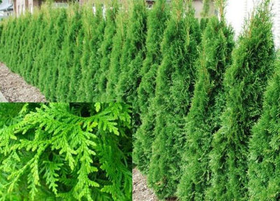 10x 4ft+ Large Thuja Plicata Gelderland Western Red Cedar Trees