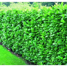 10x Cherry Laurel Hedging Plants Large 1.5-2ft in 2 Litre Pots