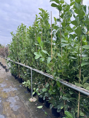 10x Large Cherry Laurel Evergreen Hedging Trees 2-3ft in 3 Litre Pots by Direct Plants