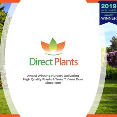 10x Large Cherry Laurel Evergreen Hedging Trees 2-3ft in 3 Litre Pots by Direct Plants