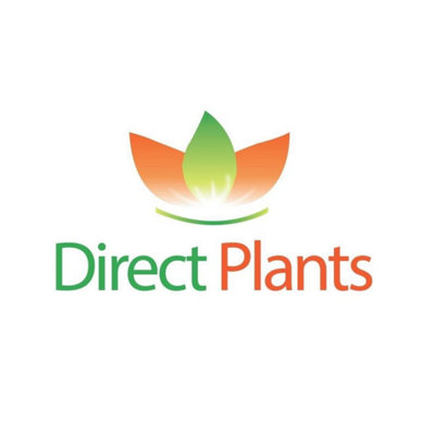 10x Large Cherry Laurel Evergreen Hedging Trees 2-3ft in 3 Litre Pots by Direct Plants