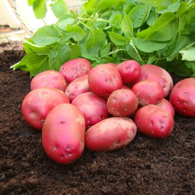 11 x Seed Potatoes Caledonian Rose - High Yielding Easy Grow Maincrop Tubers - Excellent All Rounders for Roasting Baking Mashing