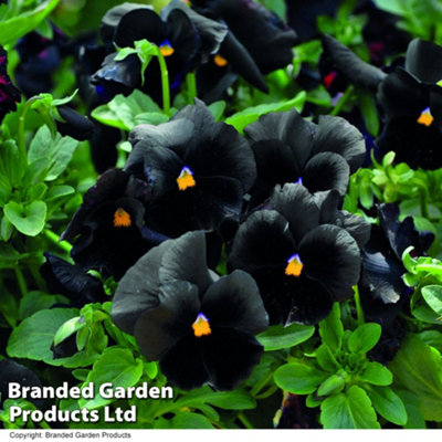 12 Pansy Atlas Black Plug Plants - Winter Flowering - Ideal for Borders & Patio Containers