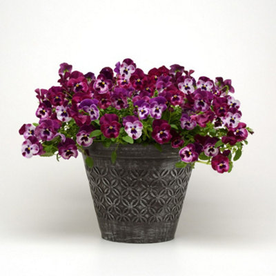 12 Pansy Cool Wave Raspberry Plants  - Winter Flowering