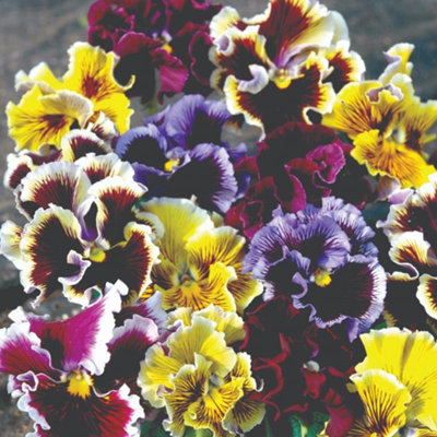 12 Pansy Frizzle Sizzle Ballerina Mixed Plants - Winter Flowering
