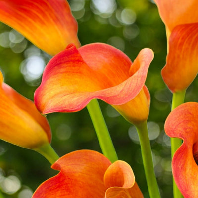 12 x Calla Lily Callista Bulbs - Coral Orange Summer Flowering ...