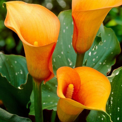 12 x Calla Lily Flame Bulbs - Coral Orange Summer Flowering ...