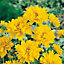 12 x Cottage Garden Perennial Jumbo Plugs Achillea, Delphinium, Digitalis, Hollyhocks, Coreopsis, Gaillardia, Geum, Aquilegia