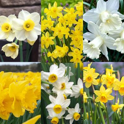 12 x Daffodil Spring Bulb Mix - Tall & Dwarf Narcissus Spring Flowering Perennials - UK Hardy - Grow in Beds, Borders & Patio Pots