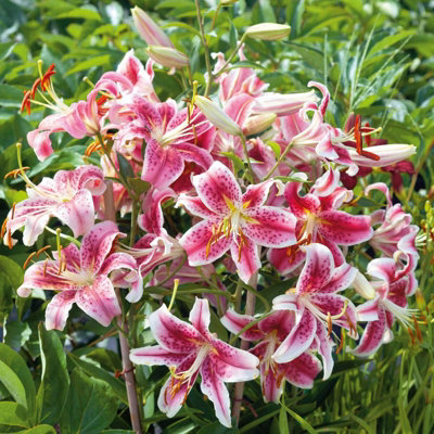 *liLy*さま 12 x Oriental Lily Stargazer Summer Bulbs - Pink Highly