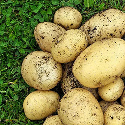 12 x Seed Potato Mix Including Arran Pilot - Pentland Javelin - Maris Piper
