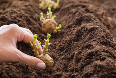 12 x Seed Potato Mix Including Arran Pilot - Pentland Javelin - Maris Piper - 3