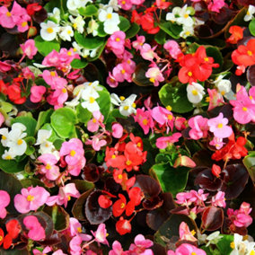 120 x Begonia Sahara Pro Plug Plants Ready to Plant Out Plant Plugs for Gardens