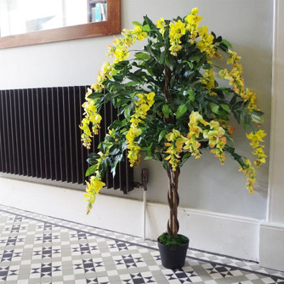 120cm Yellow Flowering Wisteria Tree