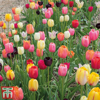 128  - Tulip Full Border Mixed Bulbs (Size 11/12) - Spring Flowering