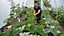 14ft x 12ft Straight Sided Polytunnel Kit, Heavy Duty Professional Greenhouse