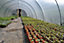 14ft x 30ft Full Curve Conventional Polytunnel Kit, Heavy Duty Professional Greenhouse